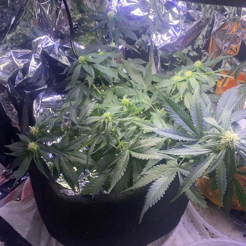 Blackberry Gum Autoflower growlog timeline photo