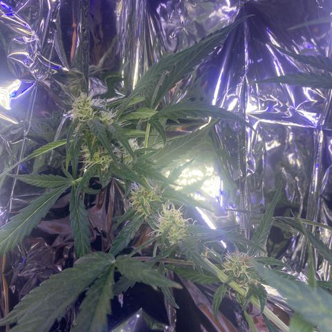 Apple Fritter Auto  growlog timeline photo