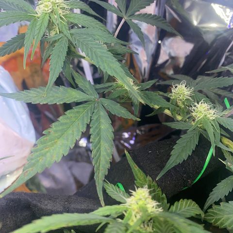 Apple Fritter Auto  growlog timeline photo