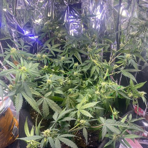 Apple Fritter Auto  growlog timeline photo