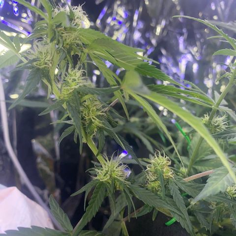 Apple Fritter Auto  growlog timeline photo