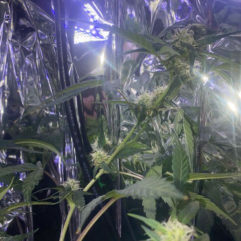 Apple Fritter Auto  growlog timeline photo