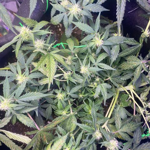 Apple Fritter Auto  growlog timeline photo