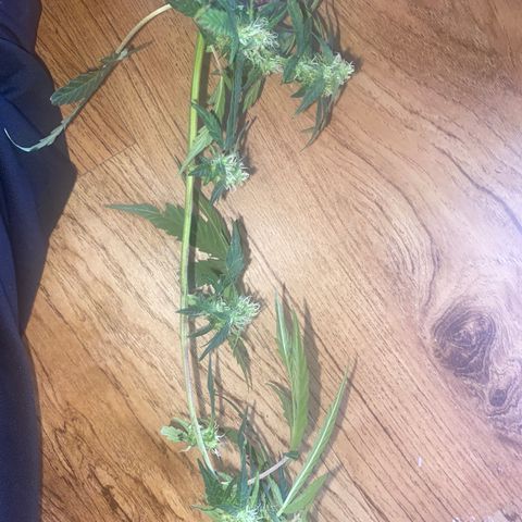 Apple Fritter Auto  growlog photo: 🤦🏾‍♀️I broke this by accident. 