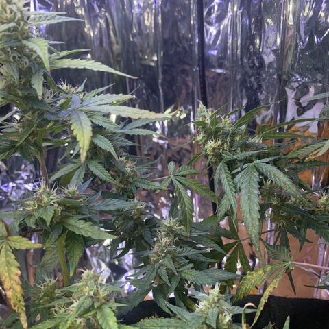 Apple Fritter Auto  growlog timeline photo