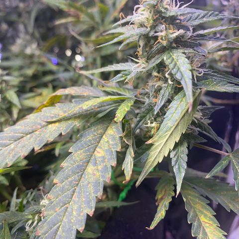 Apple Fritter Auto  growlog timeline photo