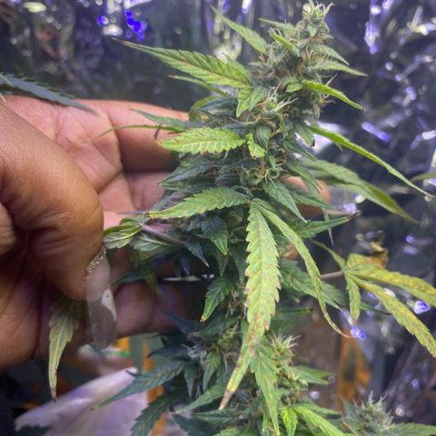 Apple Fritter Auto  growlog timeline photo