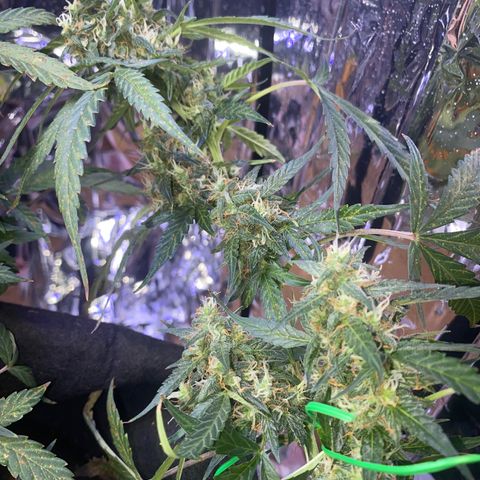 Apple Fritter Auto  growlog timeline photo