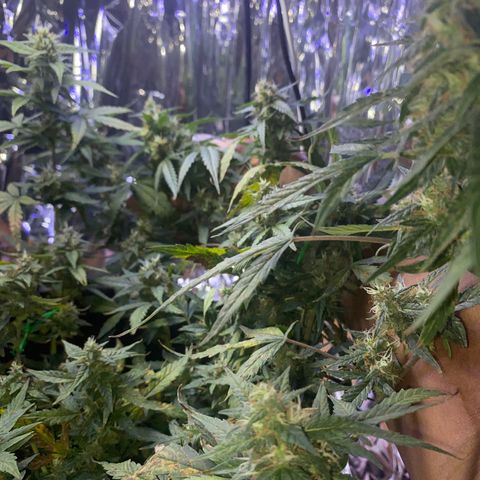Apple Fritter Auto  growlog timeline photo