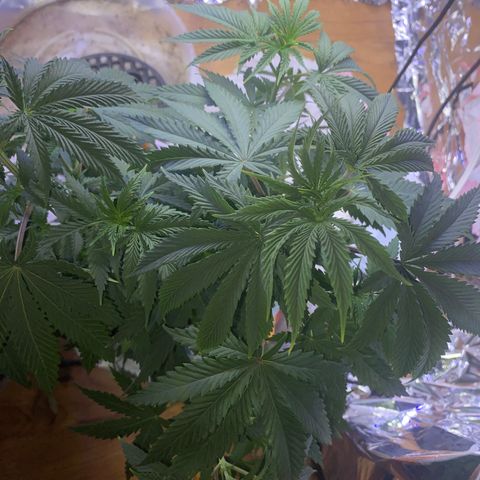 Unknown A growlog photo: She grown so big already. 🥰