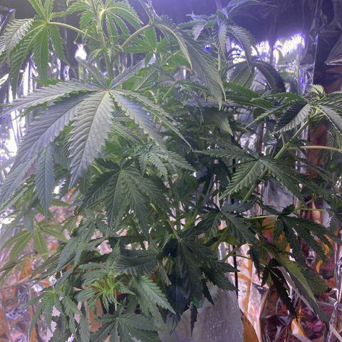 Unknown A growlog photo: She grown so big already. 🥰