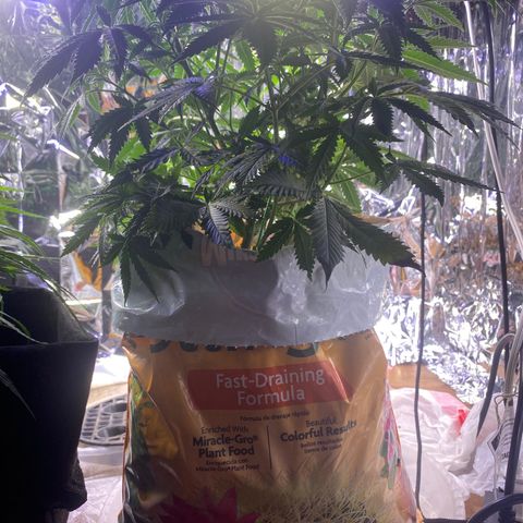 Unknown A growlog photo: She grown so big already. 🥰