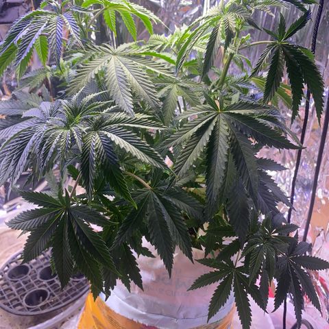 Unknown A growlog photo: She grown so big already. 🥰