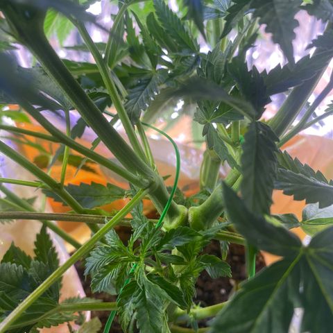 Unknown A growlog photo: She grown so big already. 🥰