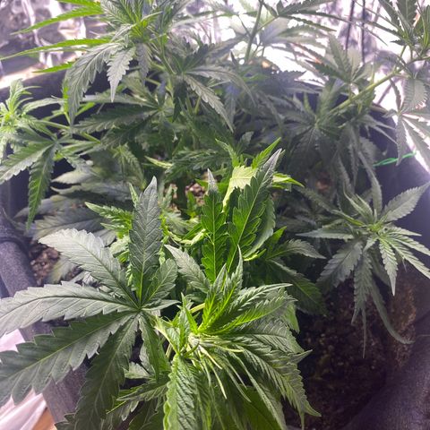 Grandmommy Purple growlog timeline photo