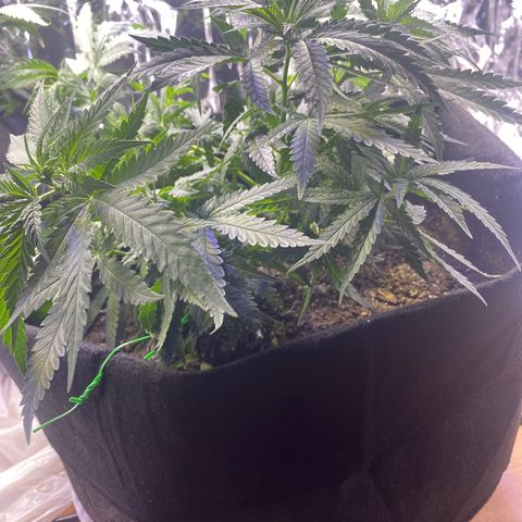 Grandmommy Purple growlog timeline photo