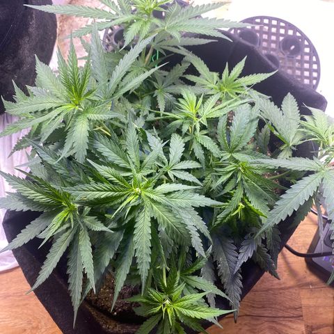 Grandmommy Purple growlog photo: This one is finally growing out and getting length. 