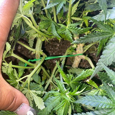 Grandmommy Purple growlog photo: This one is finally growing out and getting length. 