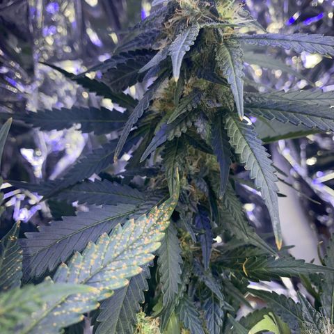 Blackberry Gum Autoflower growlog photo: Omg it smells beautifully like blackberry gum. 