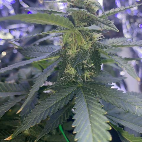 Blackberry Gum Autoflower growlog photo: Omg it smells beautifully like blackberry gum. 