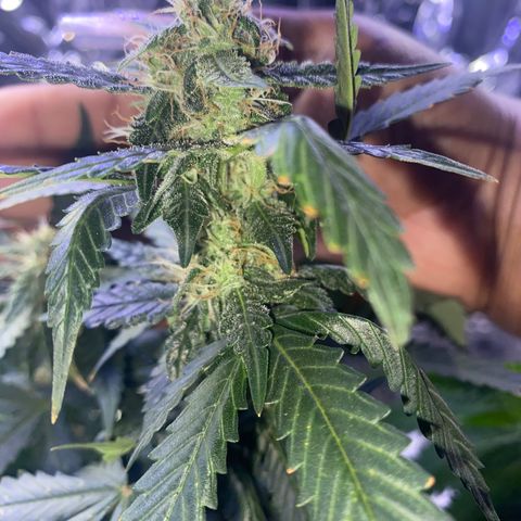 Blackberry Gum Autoflower growlog photo: Omg it smells beautifully like blackberry gum. 