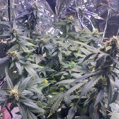 Blackberry Gum Autoflower growlog photo: Omg it smells beautifully like blackberry gum. 