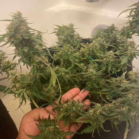 Apple Fritter Auto  growlog timeline photo