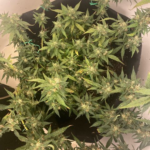 Apple Fritter Auto  growlog timeline photo