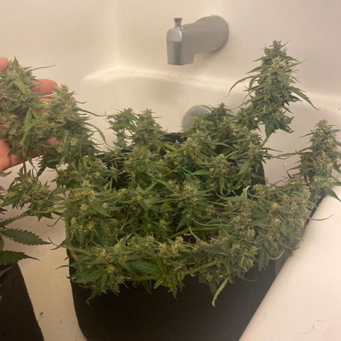 Apple Fritter Auto  growlog timeline photo