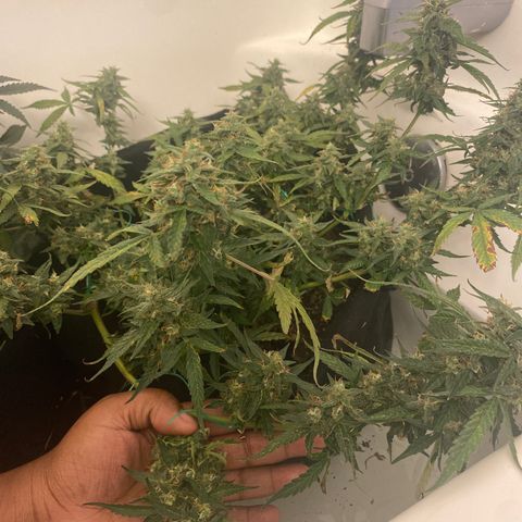 Apple Fritter Auto  growlog timeline photo