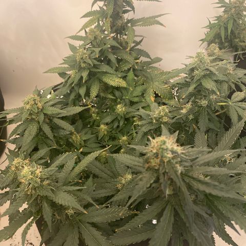 Blackberry Gum Autoflower growlog timeline photo