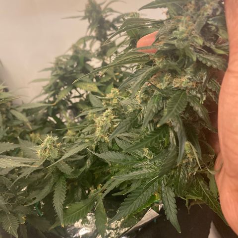 Blackberry Gum Autoflower growlog timeline photo