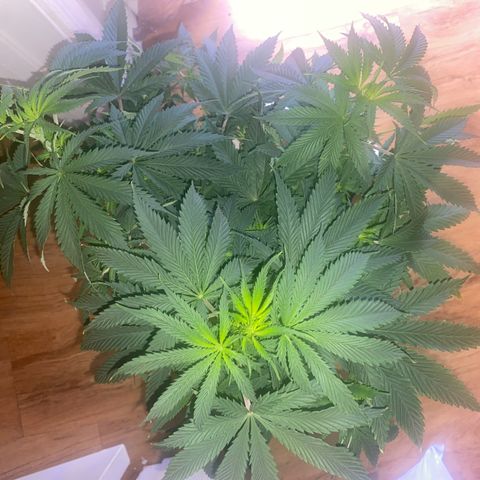 Unknown A growlog timeline photo