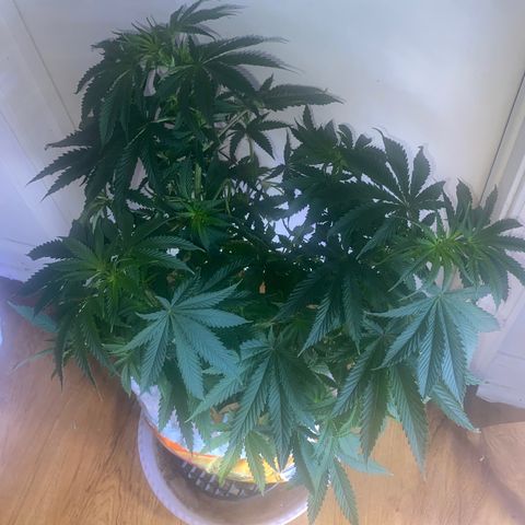 Unknown A growlog timeline photo