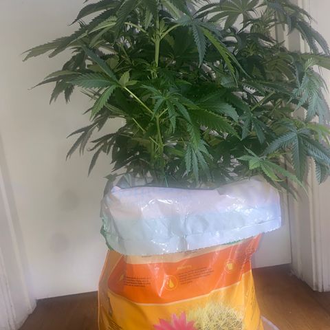 Unknown A growlog timeline photo