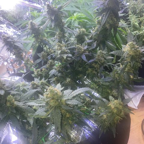 Blackberry Gum Autoflower growlog timeline photo