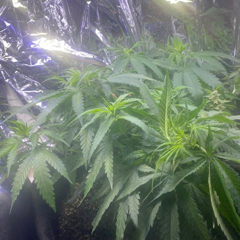 Grandmommy Purple growlog timeline photo