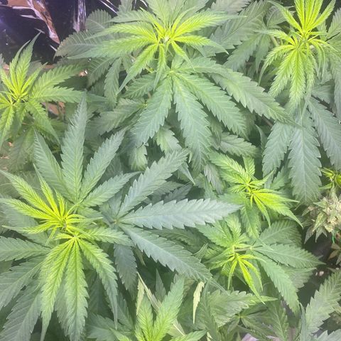 Grandmommy Purple growlog timeline photo