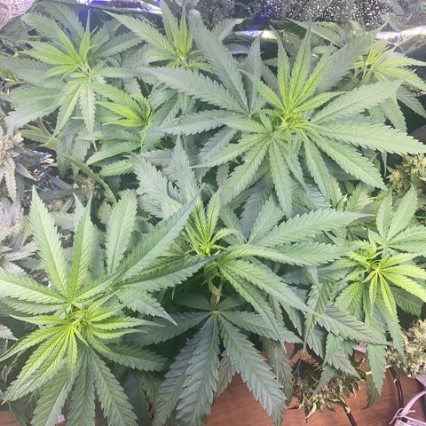 Grandmommy Purple growlog timeline photo