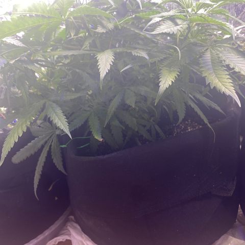 Grandmommy Purple growlog timeline photo