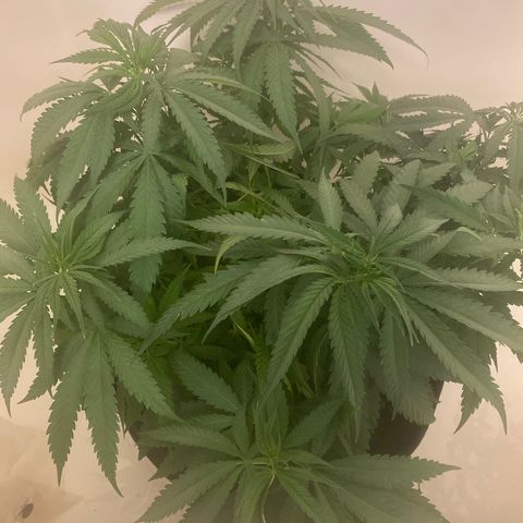 Grandmommy Purple growlog timeline photo