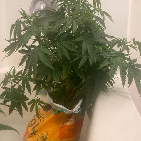 Unknown A growlog timeline photo