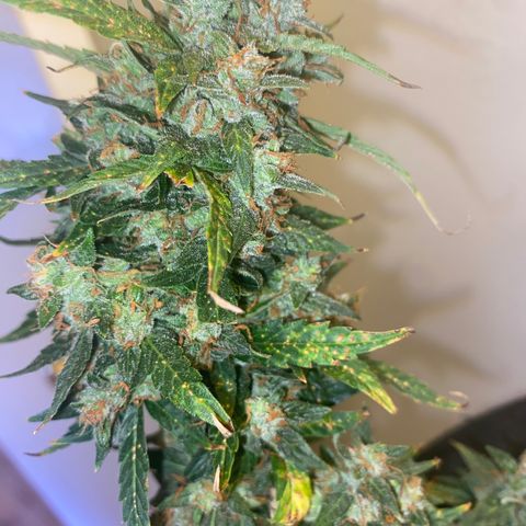 Apple Fritter Auto  growlog photo: Time to harvest 💃🏿