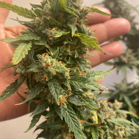 Apple Fritter Auto  growlog photo: Time to harvest 💃🏿