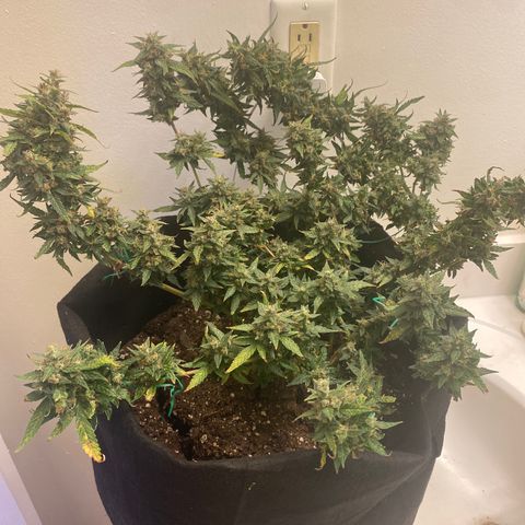Apple Fritter Auto  growlog photo: Time to harvest 💃🏿