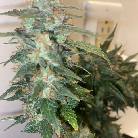 Apple Fritter Auto  growlog photo: Time to harvest 💃🏿
