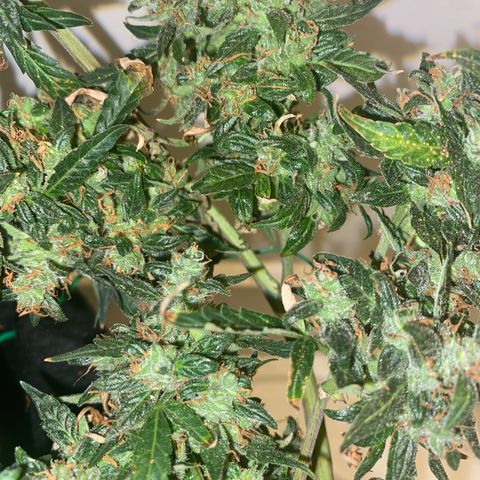 Apple Fritter Auto  growlog photo: Time to harvest 💃🏿