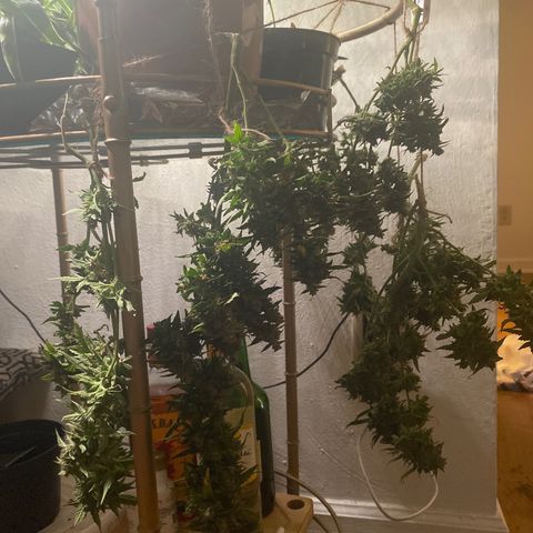 Apple Fritter Auto  growlog photo: Drying time. I’ll check the after a week to see if the stems snap instead of bend. Then cure for 4-6 weeks. That was a successful first grow & harvest 🥰