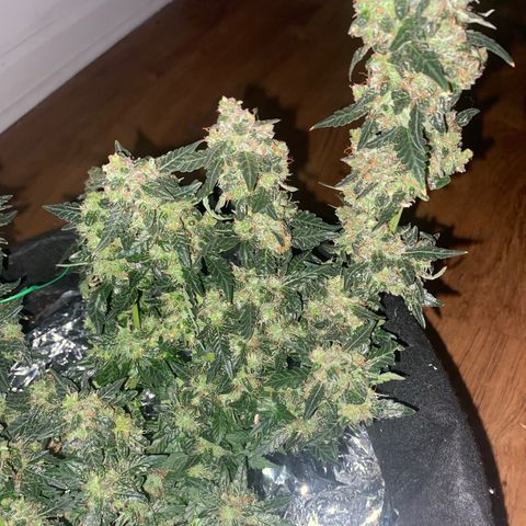 Blackberry Gum Autoflower growlog photo: I wanted to wait one more week before I harvest.  The fact sheet suggests it's time plus almost all the pistols have changed from white.