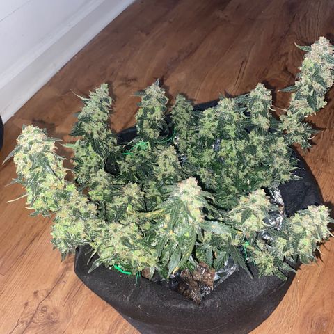 Blackberry Gum Autoflower growlog photo: I wanted to wait one more week before I harvest.  The fact sheet suggests it's time plus almost all the pistols have changed from white.